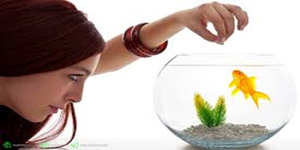 تصویر 4 از قیمت خرید خوراک ماهی زینتی + فروش ویژه